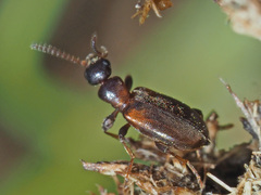 Omonadus formicarius