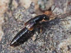 Leptacinus