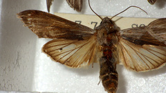 Cucullia umbratica