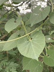 Pergularia daemia daemia