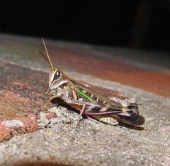 Rhammatocerus pictus