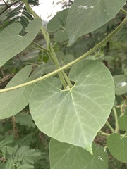 Pergularia daemia daemia