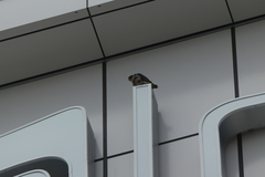 Falco peregrinus macropus