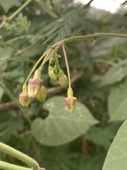 Pergularia daemia daemia