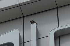 Falco peregrinus macropus