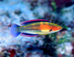 Girdled Wrasse photo 3