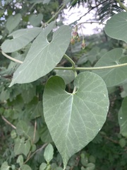 Pergularia daemia daemia