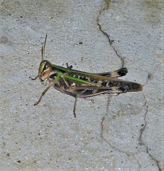 Rhammatocerus pictus