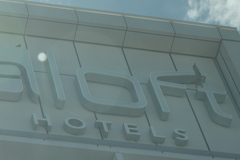 Falco peregrinus macropus