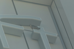 Falco peregrinus macropus