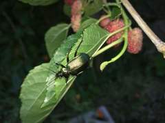 Calosoma schayeri