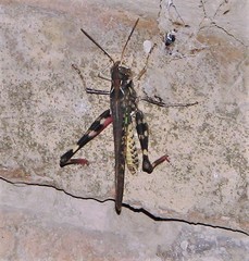 Rhammatocerus pictus
