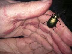 Calosoma schayeri