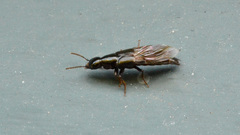 Staphylininae