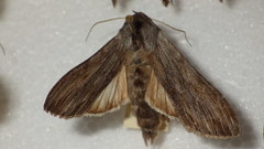 Cucullia lucifuga