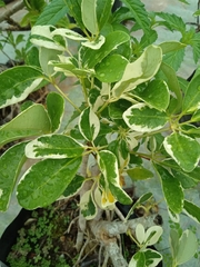 Heptapleurum arboricola