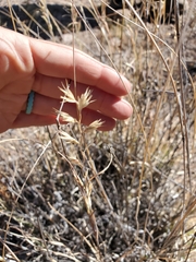 Bouteloua radicosa