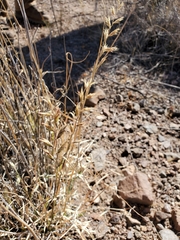 Bouteloua radicosa