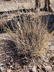 Bouteloua radicosa