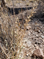 Bouteloua radicosa