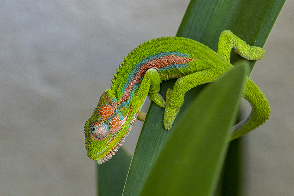 Cape Dwarf Chameleon