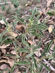 Solanum catombelense