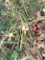 Solanum catombelense