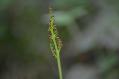 Botrychium michiganense