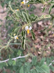 Solanum catombelense