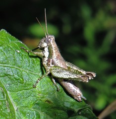 Apacris aberrans