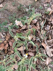 Solanum catombelense