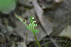 Botrychium michiganense