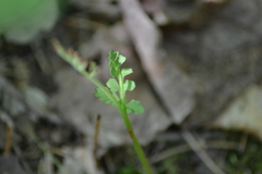 Botrychium michiganense