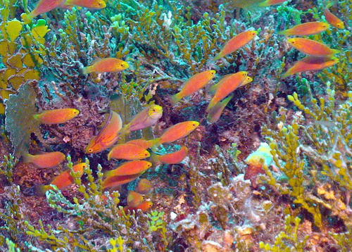 Johnson's fairy wrasse (Cirrhilabrus johnsoni) — Labridae — 5