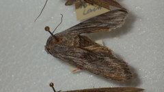 Cucullia lucifuga