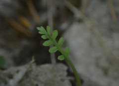 Botrychium michiganense