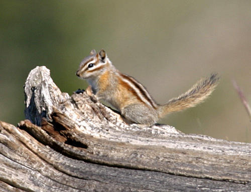 Colorado Chipmunk