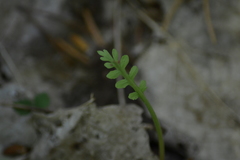 Botrychium michiganense