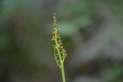 Botrychium michiganense