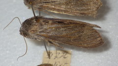 Cucullia lucifuga