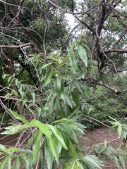 Combretum erythrophyllum