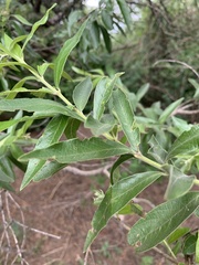 Combretum erythrophyllum