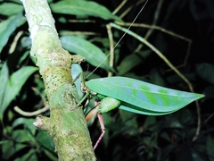 Onomarchus uninotatus