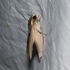 Theretra indistincta