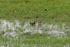 Netta erythrophthalma