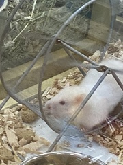 Mesocricetus auratus