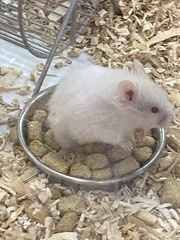Mesocricetus auratus