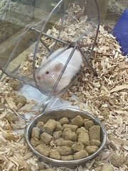 Mesocricetus auratus