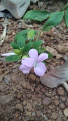Barleria cristata