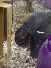 Chinchilla lanigera